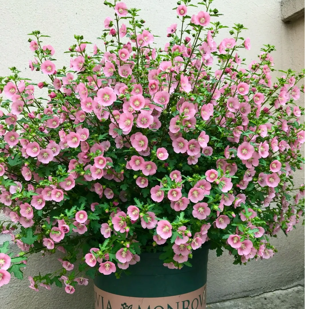 小木槿盆栽棒棒糖盆栽懒人好养阳露台易爆花耐寒热观花花卉