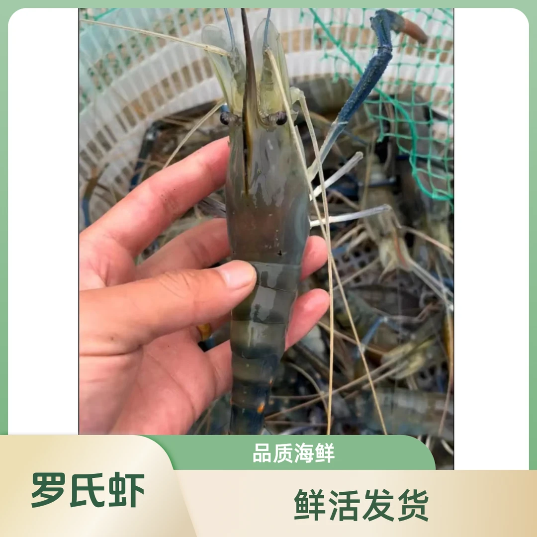 罗氏虾，一斤12-22条，【活发，保鲜不包活】，介意勿拍