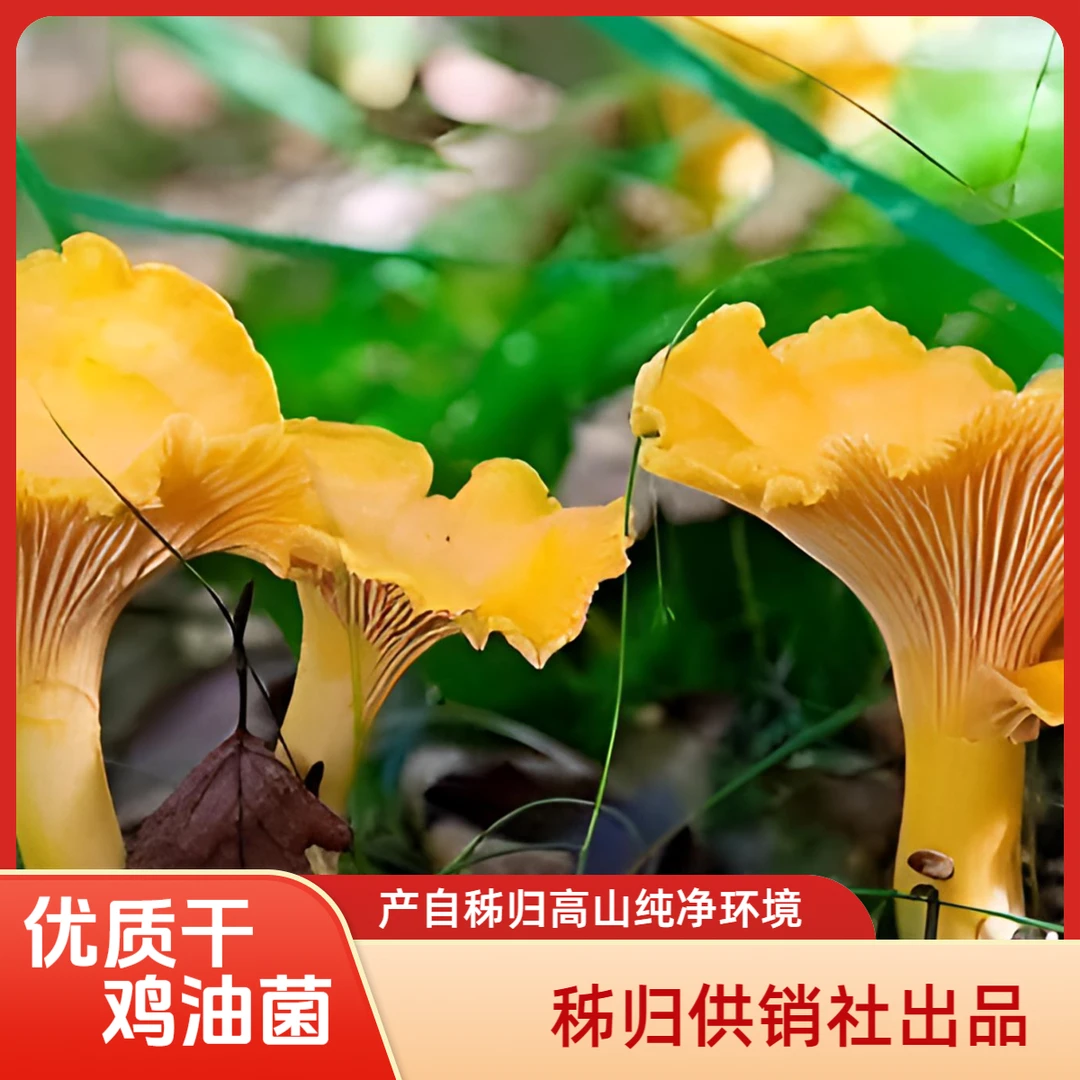 秭归高山鸡油菌干货