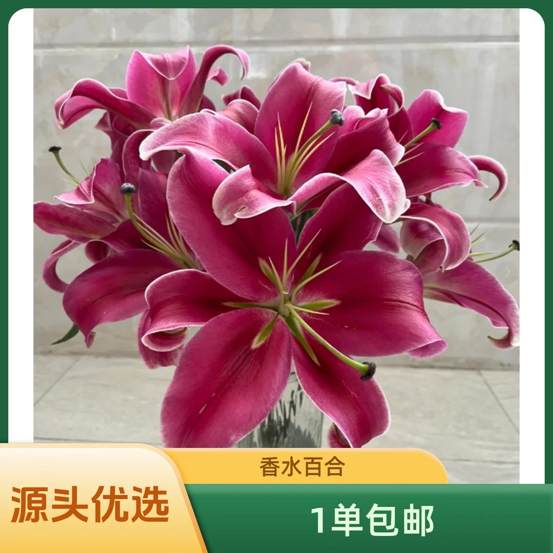 植此 1单包邮 [红色香水百合13-16朵]单瓣香水百合 红色大花型