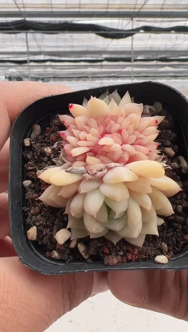 【闪购商品】粉红泡泡-24