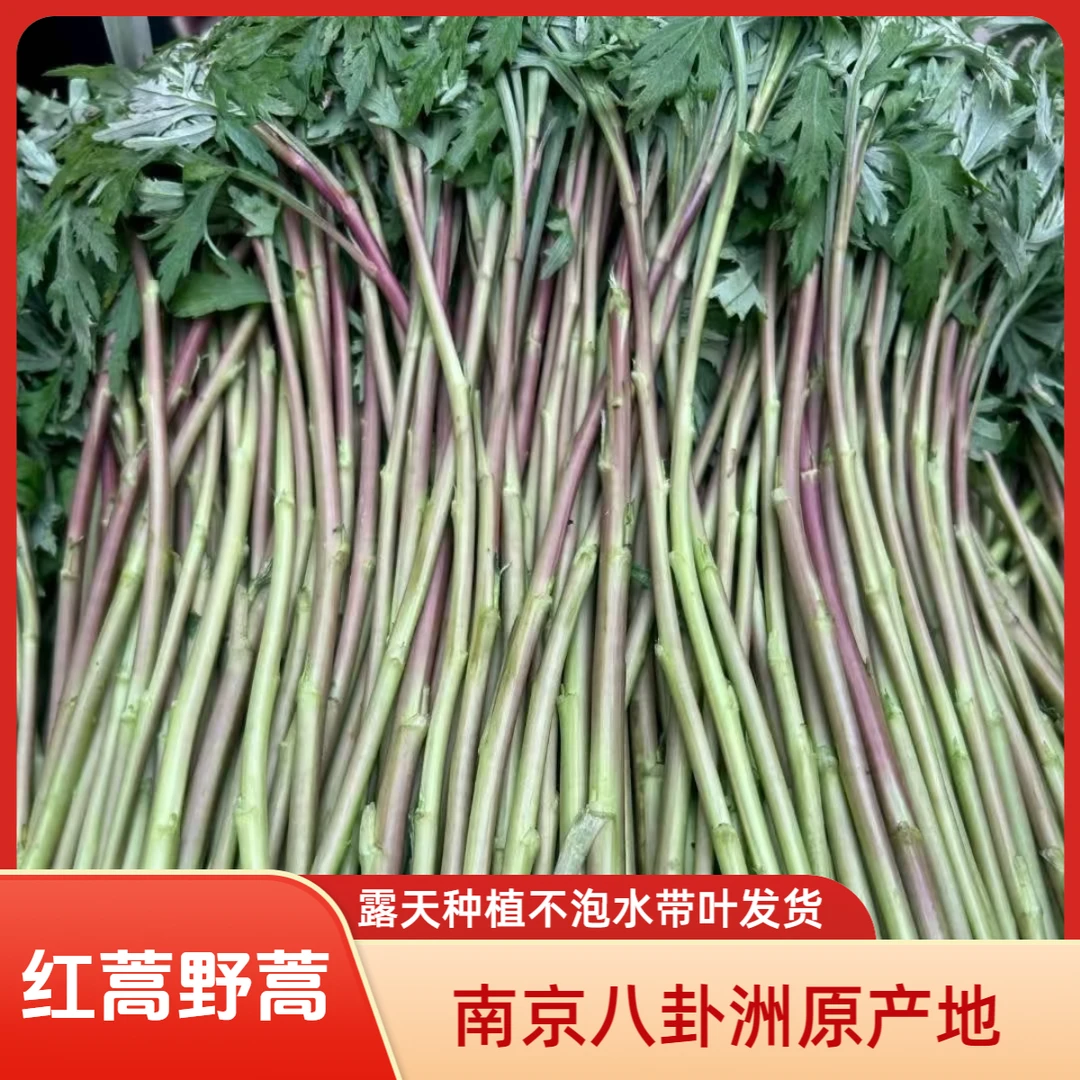 【红芦蒿一斤装】八卦洲露天当季头茬红蒿顺丰次日达绿色江浙沪绿色