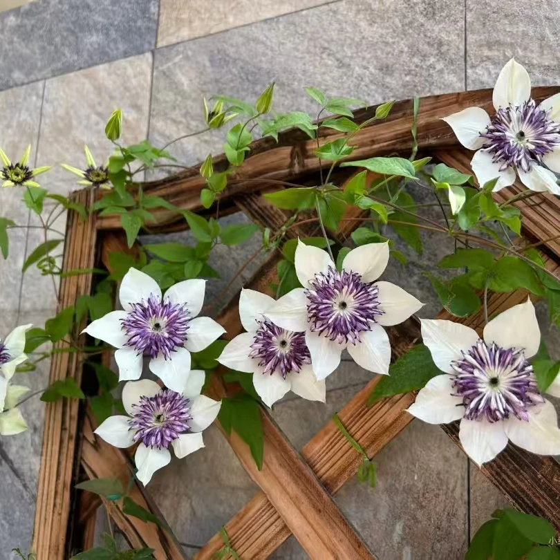 铁线莲 F系老幻子清新优雅耐寒耐热南北方丰花品种阳台庭院种植