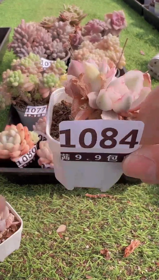 【闪购商品】信福多肉一物一拍