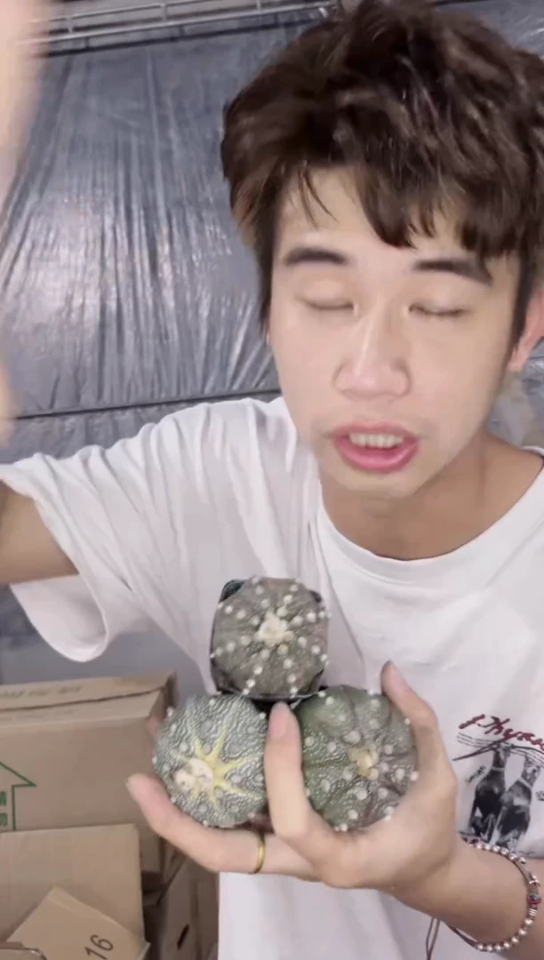 6颗 3-5cm 星兜 品种不指定