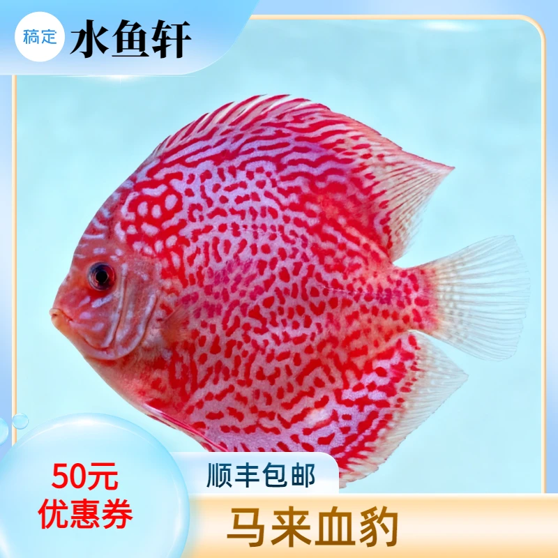 七彩鱼 野彩 马来血豹 活体中大型热带观赏鱼可混养淡水鱼