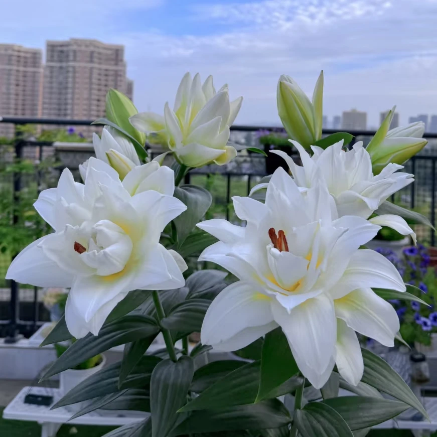 【滑雪板 种球】16/19重瓣香水百合花种庭院鲜花阳台花球