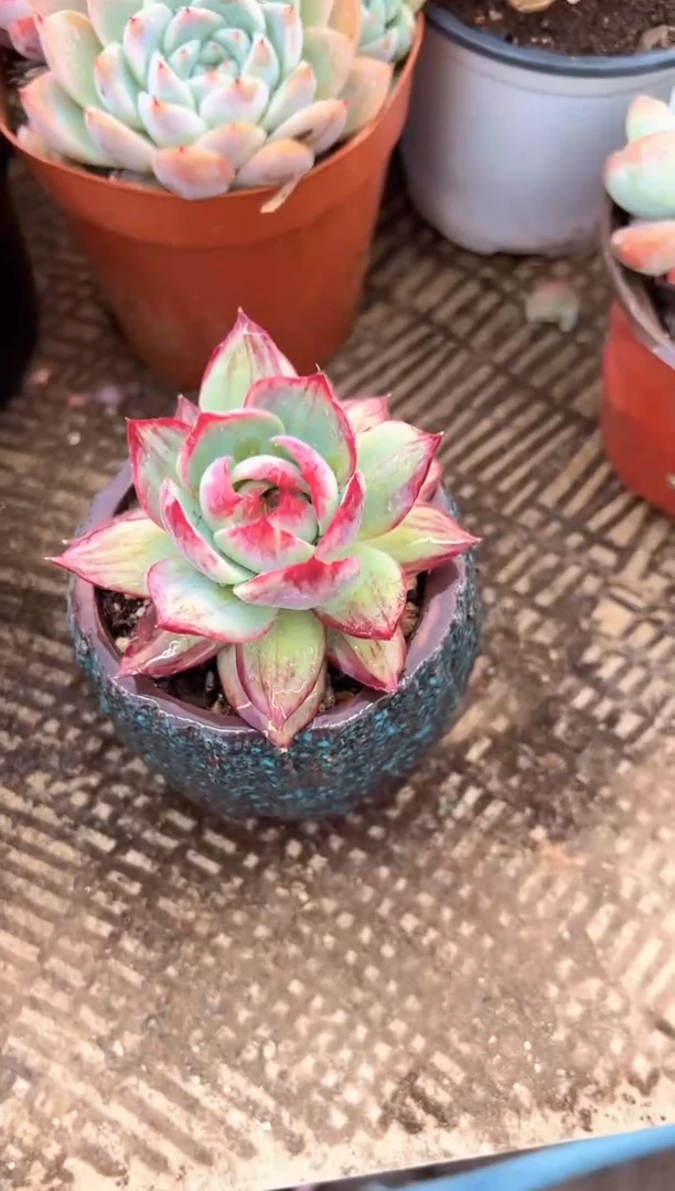 笨*熊多肉植物一物一拍05333