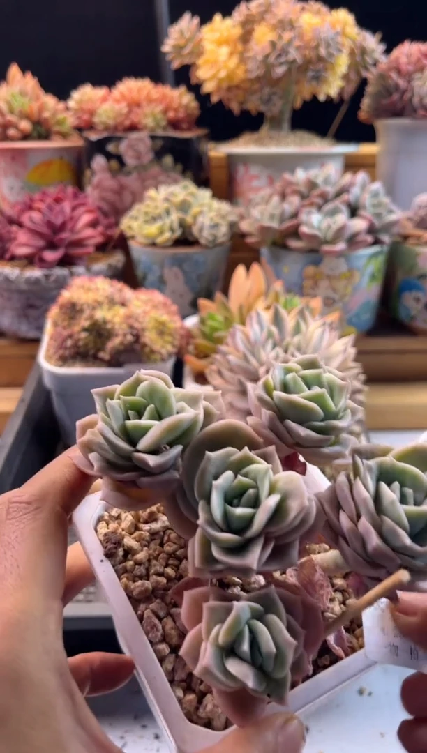 4.25-24可爱玫瑰111111