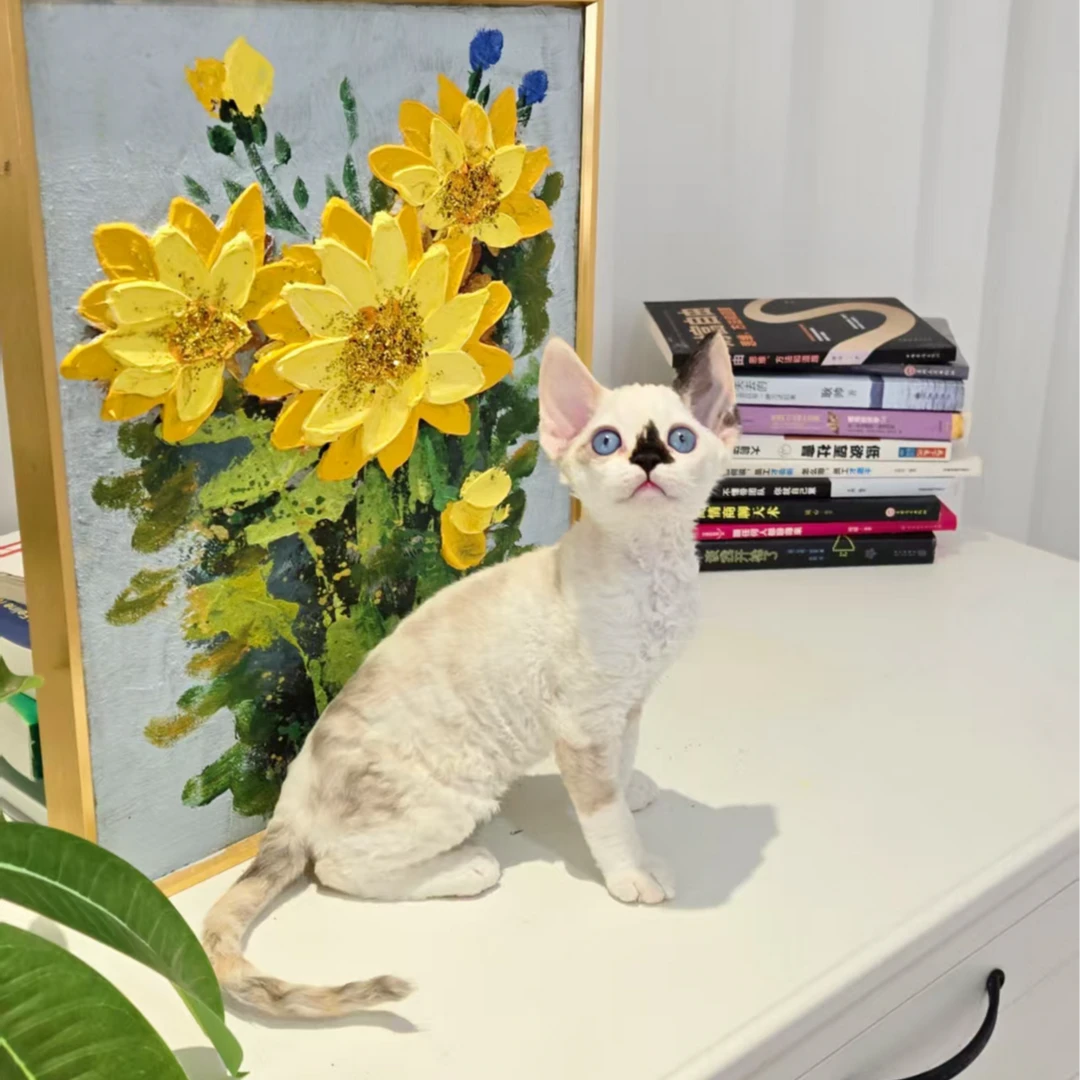 想养猫 貂三花 鼻贴蓝眼睛德文卷毛猫妹妹