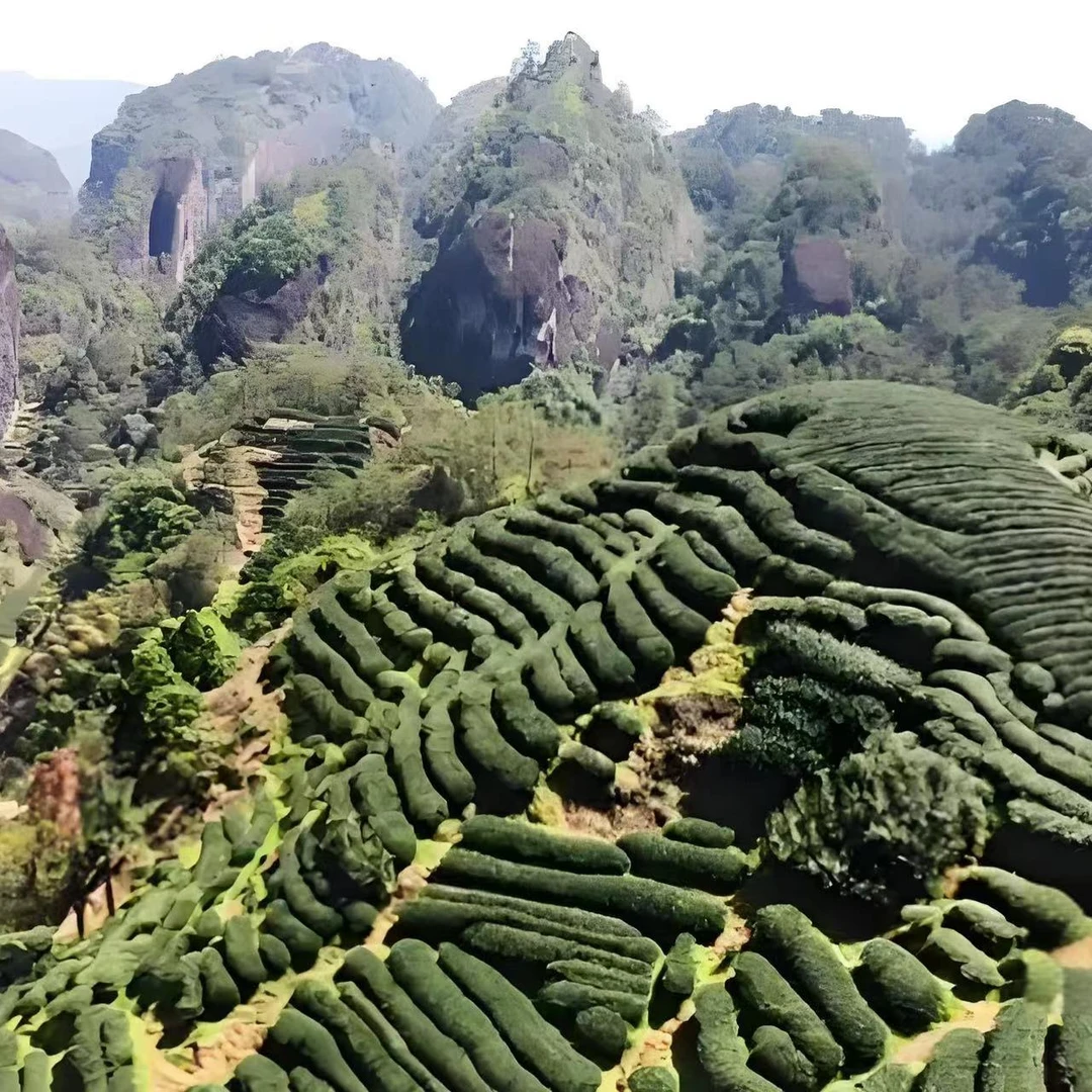 武夷山岩茶代拍链接【14】