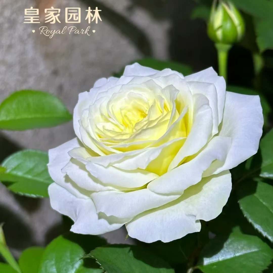 皇家园林中苗  大花浓香