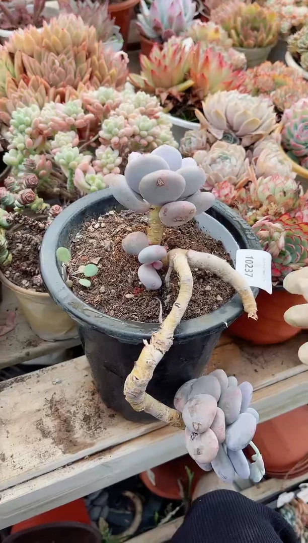 【闪购商品】10237