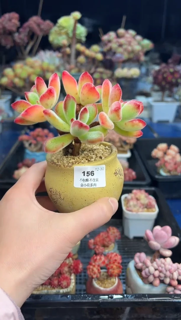 【闪购商品】156不带盆