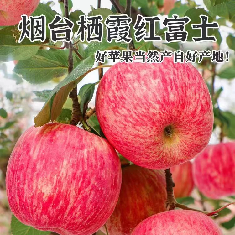 【傅世鲜生】正宗烟台红富士苹果新鲜脆甜多汁净重8.5斤带箱9-10斤