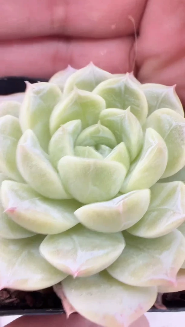 【闪购商品】阿尔幻桃-2