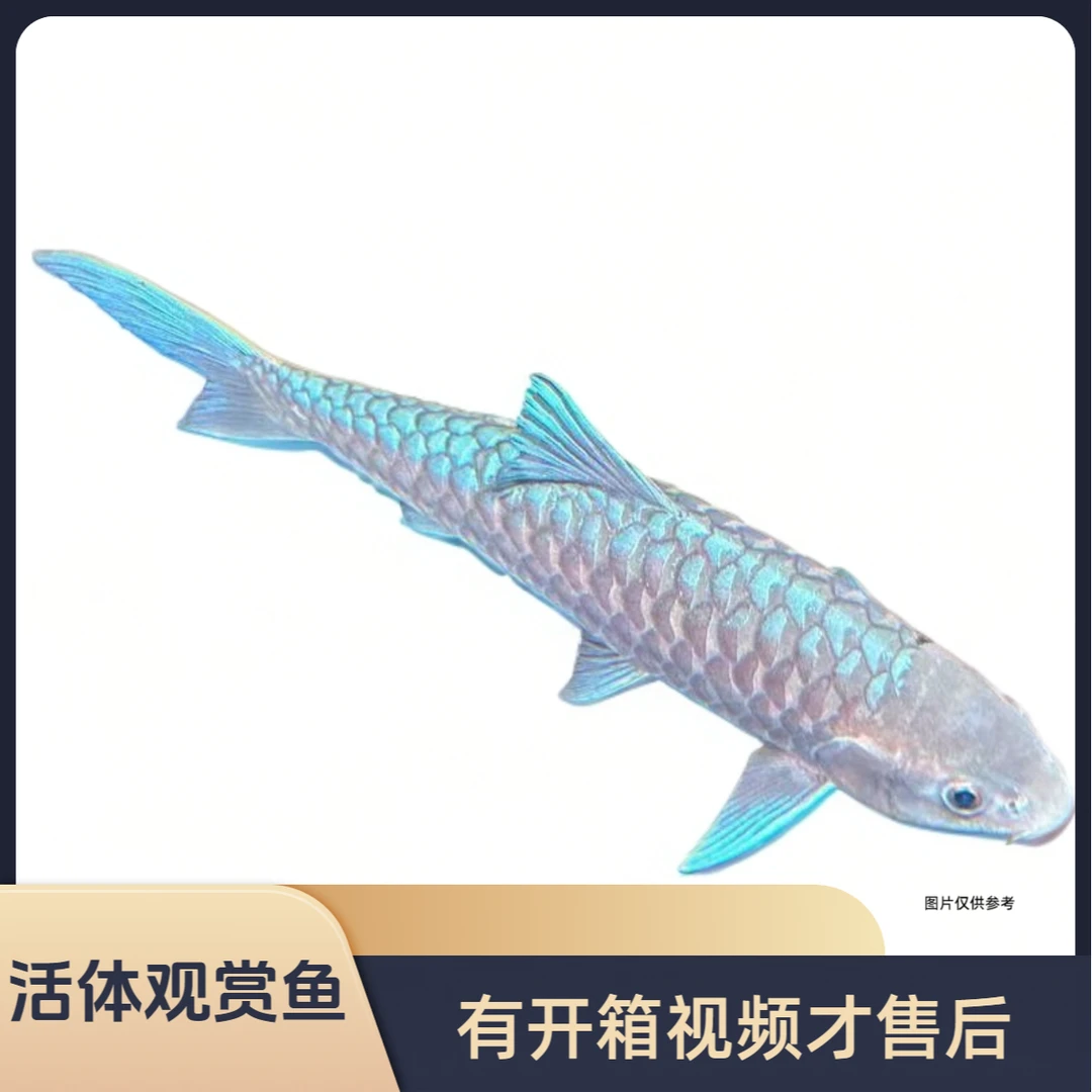 有开箱视频才售后，【活体观赏鱼】擅拍发加热包