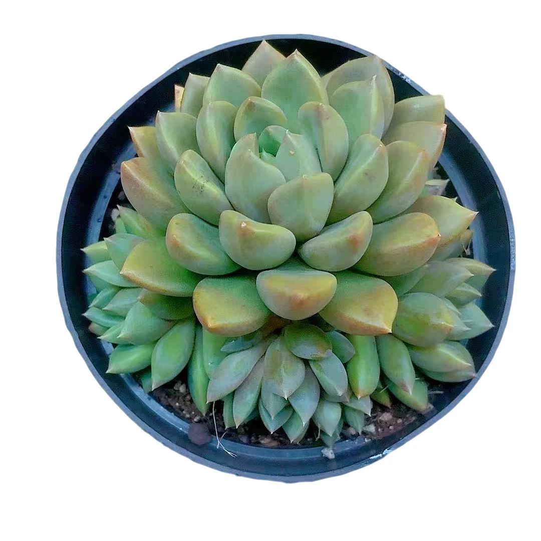 【黄金象牙】【满9.9包邮】星花怒放阳台露台办公多肉植物栽种养