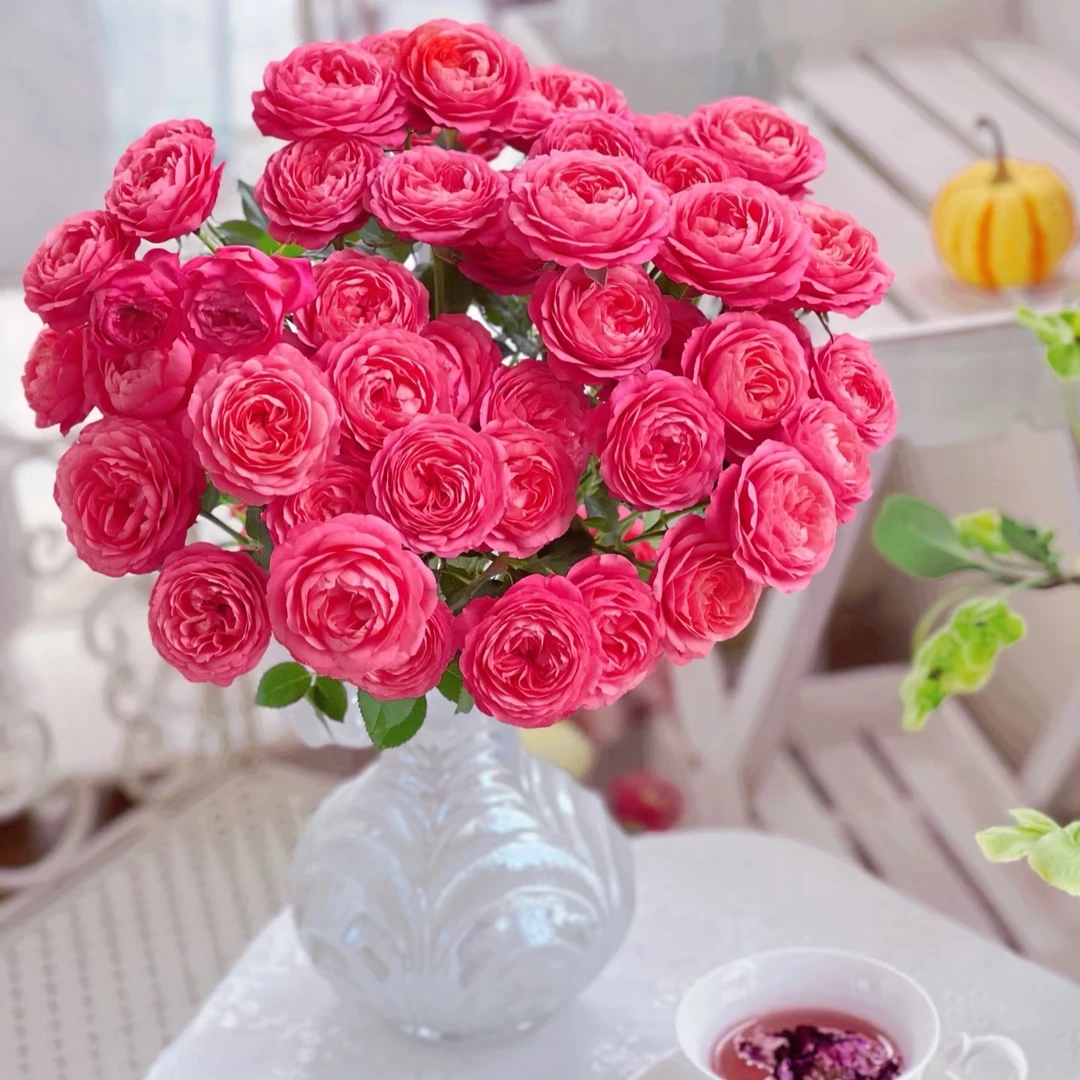 【专属浪漫DR】胭脂公主多头玫瑰 粉嫩温柔  云南基地直发