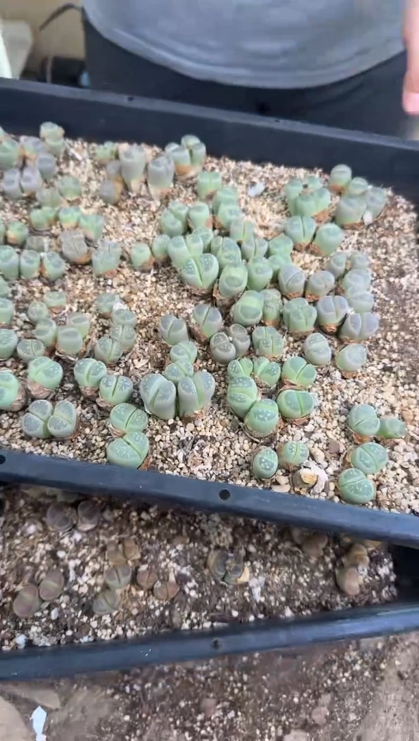 10-703多肉植物肉锥