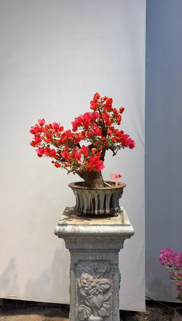 以实际为准F*三角梅42