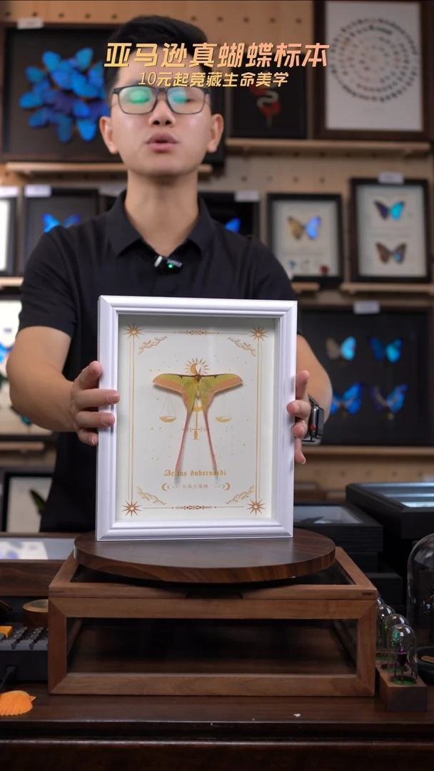 长尾大蚕蛾标本10寸欧式白框