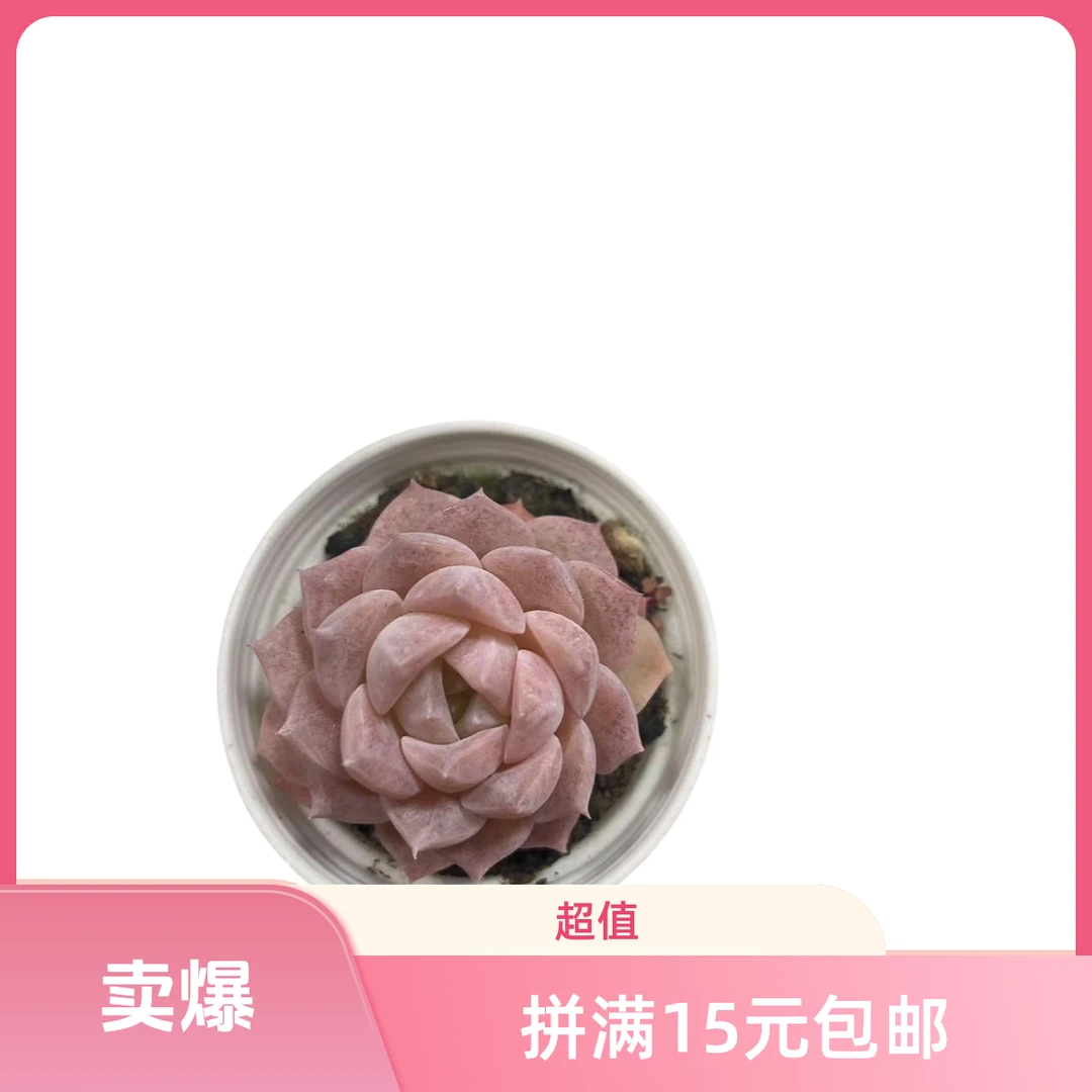 粉色气泡拼满15元包邮多肉植物阳台露台办公室绿植植物