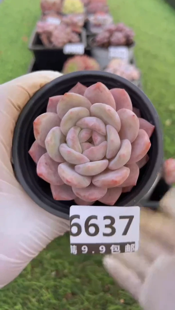 【闪购商品】信福多肉一物一拍