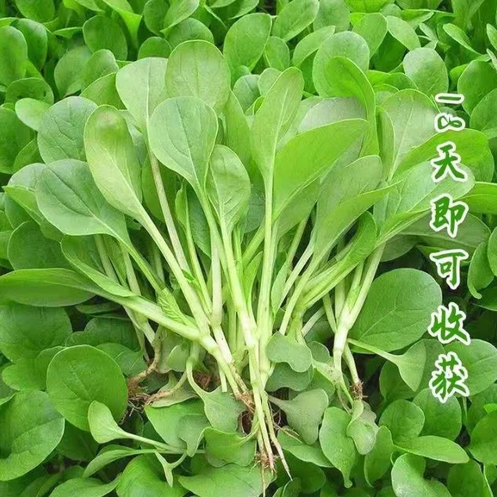 【速生鸡毛菜】四季小白菜青菜小油菜上海青菜籽大全蔬菜种子菜种