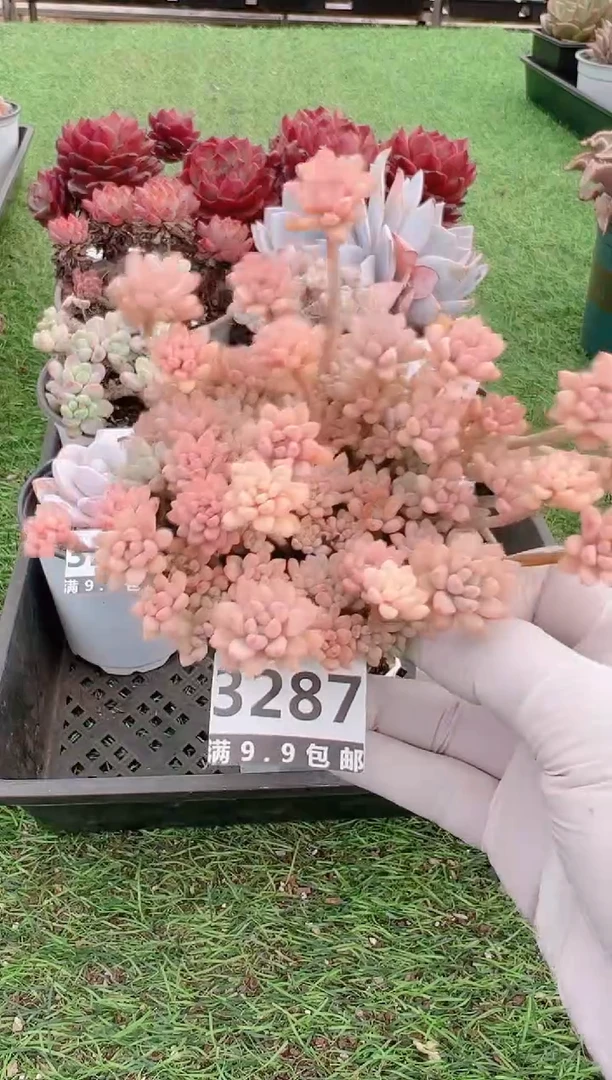 【闪购商品】信福多肉一物一拍