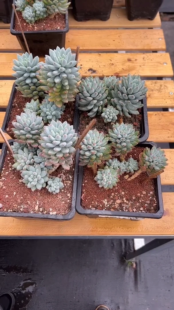 星月菩提