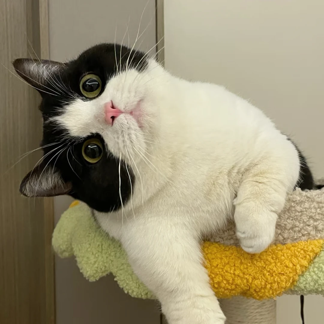 【赣州奢宠】猫咪活体链接