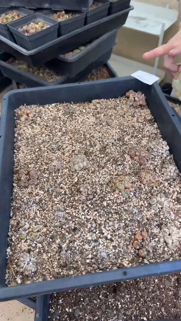 10-386多肉植物肉锥一群