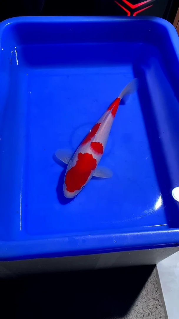 锦鲤25CM红白锦鲤