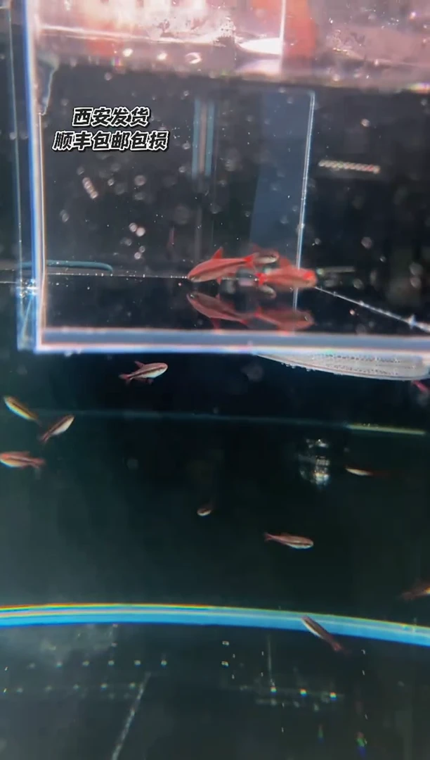 海水鱼S***r2只血魔