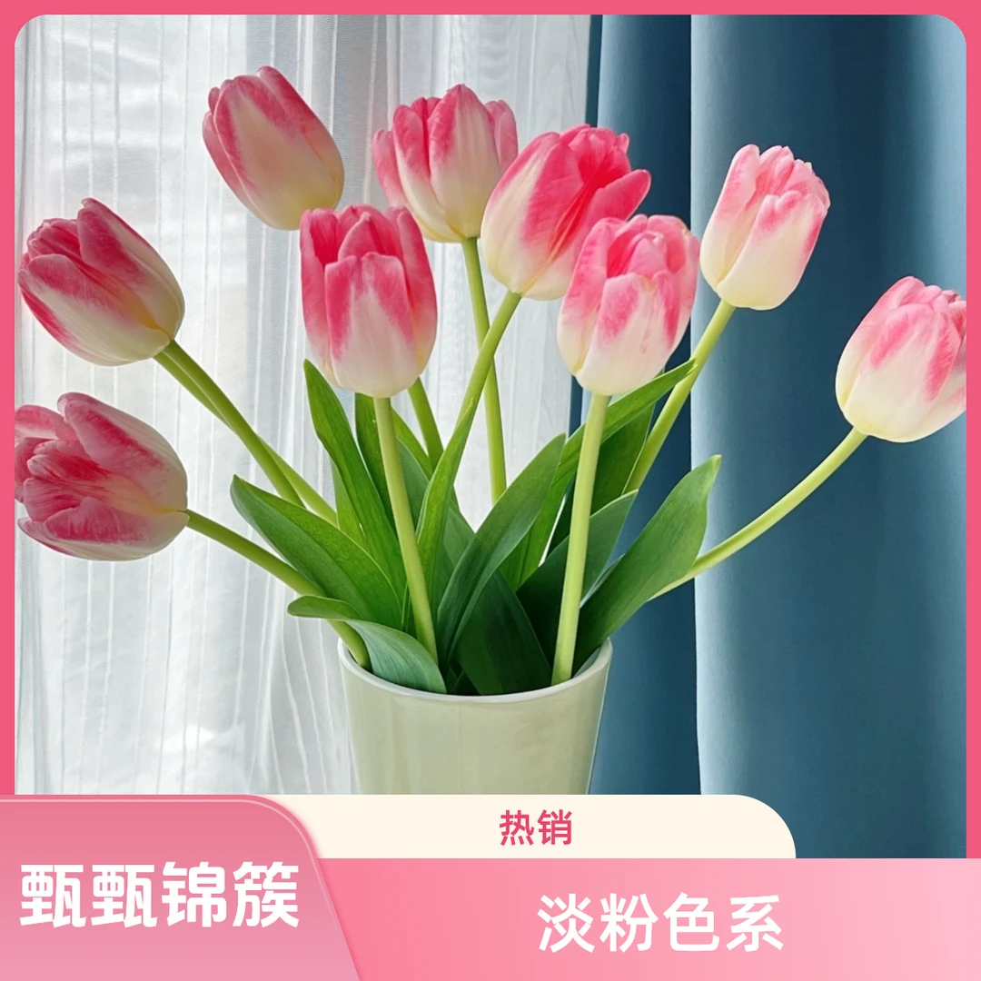 （超级名模）郁金香 渐变淡粉色系 东北基地新鲜采摘