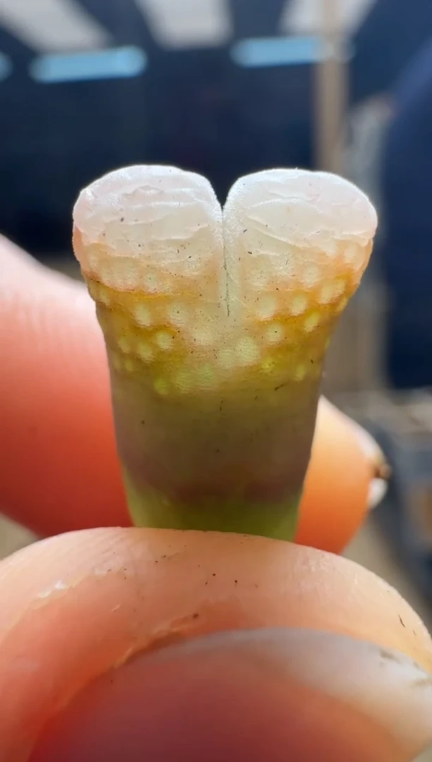 【闪购商品】1/21-438