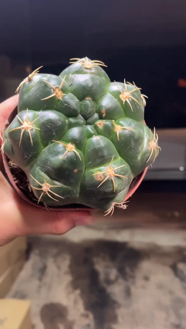 实生大号海王18.88