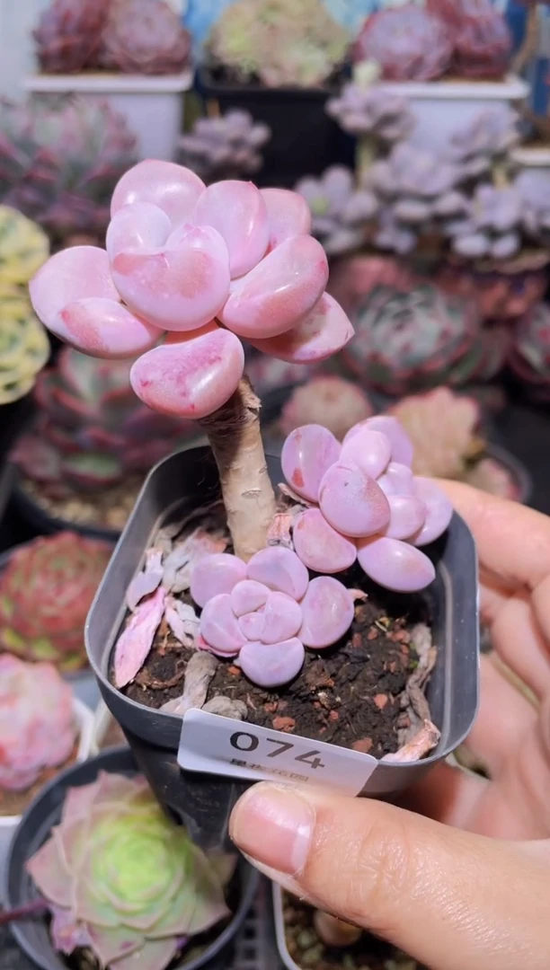 【闪购商品】074超级白露多肉