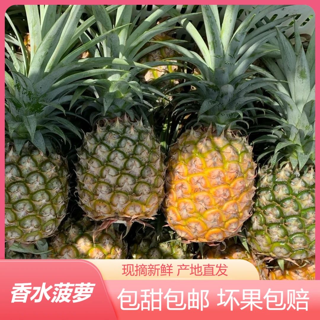顺丰【湛江徐闻特产】正宗徐闻金钻17号凤梨应季新鲜现摘包甜包邮