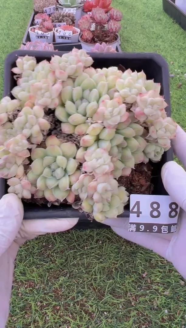 【闪购商品】信福多肉一物一拍