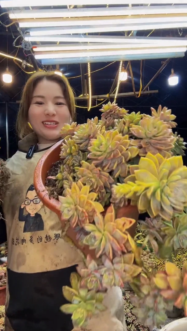 【闪购商品】老桩淡雪脱土包邮