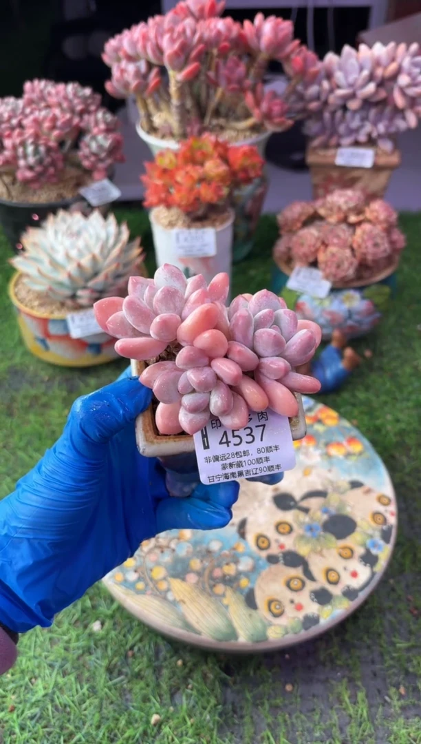 昆明印象多肉4537带盆发货