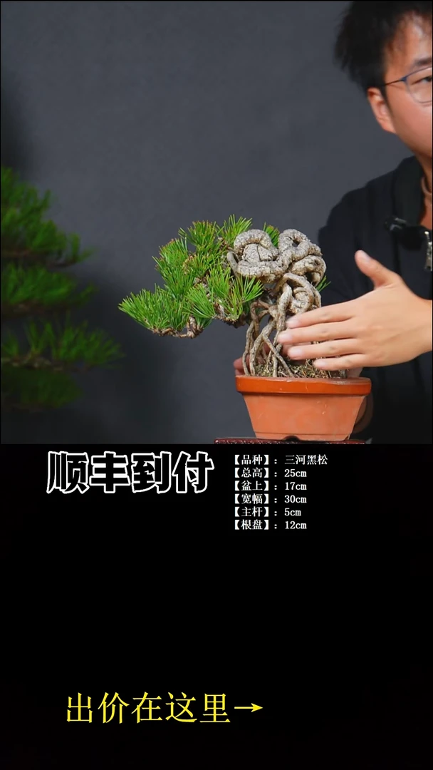 以实际为准三河黑松bubaoyou