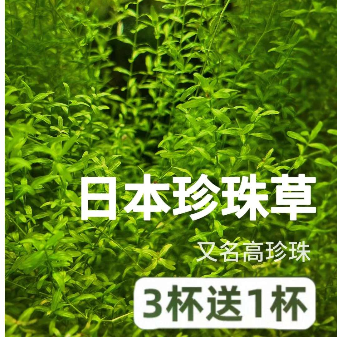 日本高珍珠阴性水草无菌杯日本珍珠草鱼缸造景水草古法缸原生缸