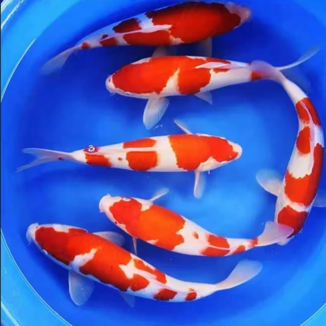 商品锦鲤鱼苗（邮费）