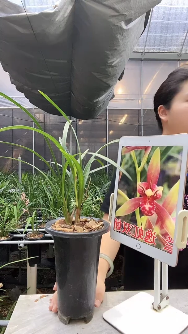 完全开放常**觉小国魂