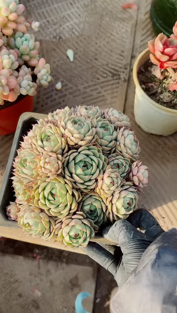 【闪购商品】04176