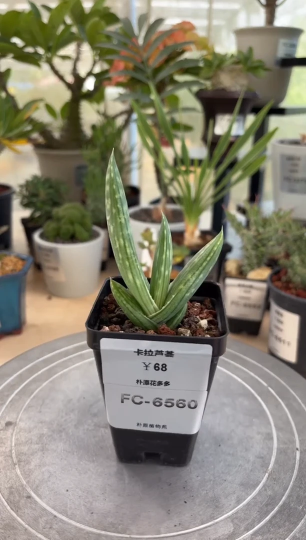 卡拉芦荟FC-6560