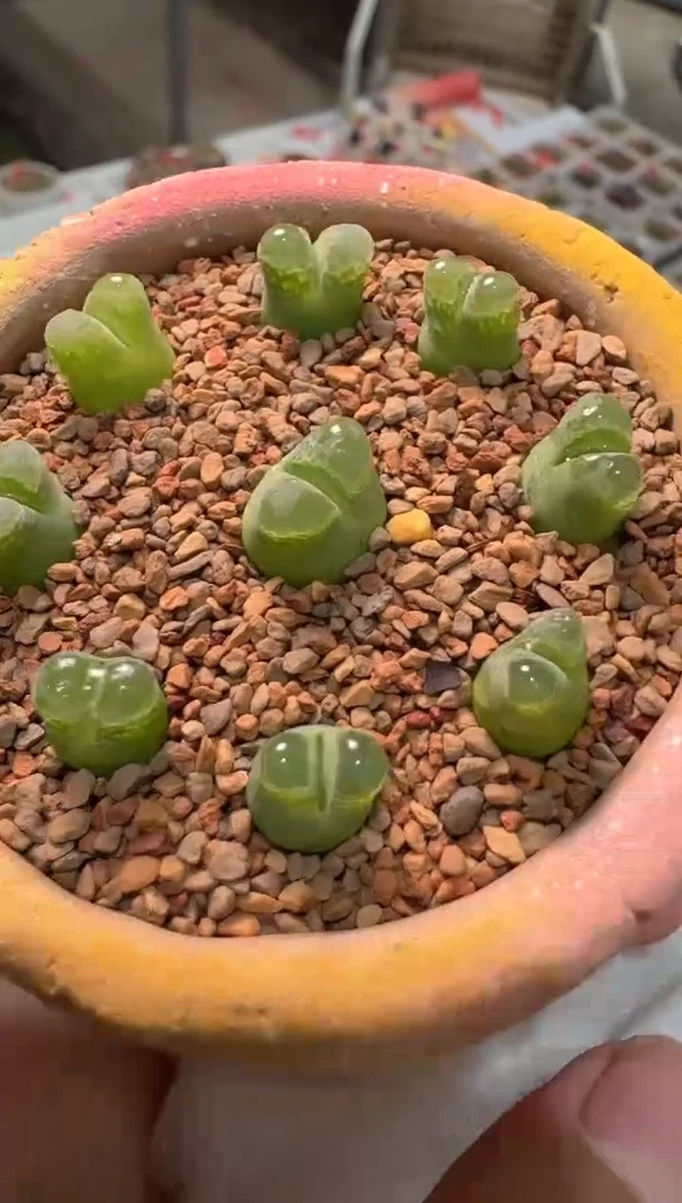 229多肉植物肉锥粉奶瓶一颗